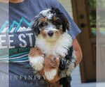 Small #3 Bernedoodle (Miniature)