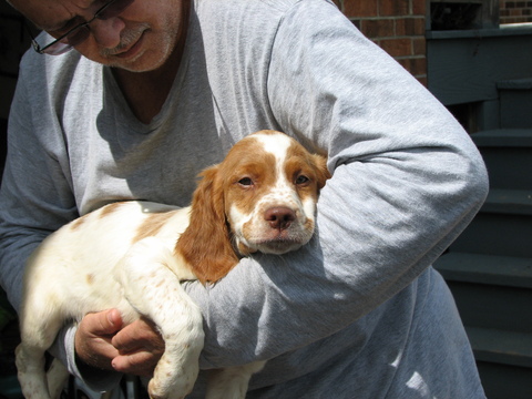 Medium Photo #1 Brittany Puppy For Sale in MARION, VA, USA