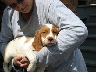Brittany Puppy for sale in MARION, VA, USA