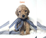 Small Photo #10 Goldendoodle Puppy For Sale in DEMOPOLIS, AL, USA