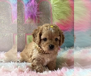 Cavapoo Puppy for sale in GREENVILLE, MO, USA