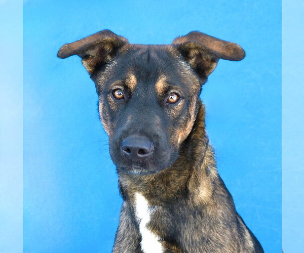 Medium Photo #1 German Shepherd Dog Puppy For Sale in Pasadena, CA, USA