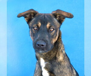 German Shepherd Dog Dogs for adoption in Pasadena, CA, USA