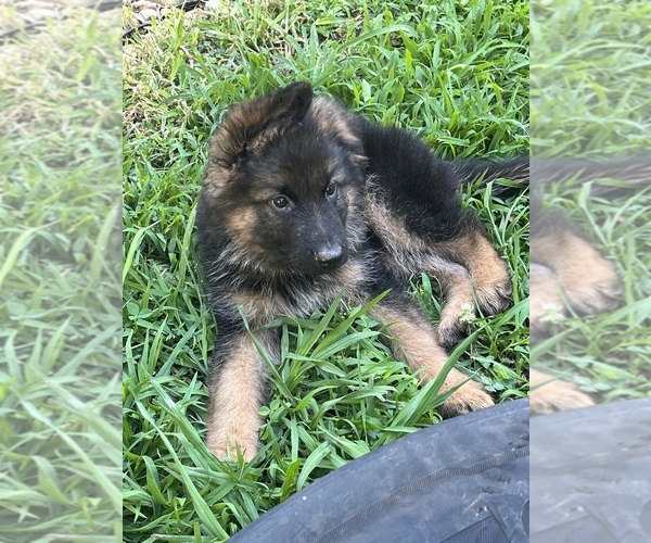 Medium Photo #1 German Shepherd Dog Puppy For Sale in N CHESTERFLD, VA, USA