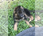 Small German Shepherd Dog