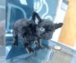 French Bulldog Puppy for sale in ROTHSVILLE, PA, USA