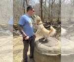 Small #8 Basset Hound-Siberian Husky Mix