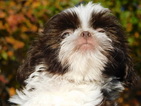 Small Photo #8 Shih Tzu Puppy For Sale in ENKA, NC, USA