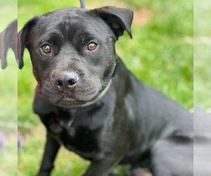 Medium American Pit Bull Terrier Mix