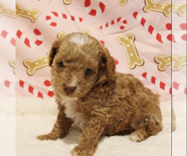 Medium Photo #1 Poodle (Toy) Puppy For Sale in COATESVILLE, PA, USA