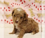Puppy Star Poodle (Toy)