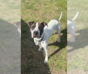 American Bulldog-American Foxhound Mix Dogs for adoption in Forestville, MD, USA