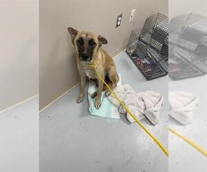 German Shepherd Dog-Unknown Mix Dogs for adoption in Pasadena, TX, USA