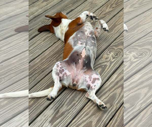 Medium Photo #6 Chihuahua-Unknown Mix Puppy For Sale in Holly Springs, NC, USA