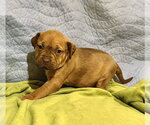 Small #1 Staffordshire Bull Terrier Mix