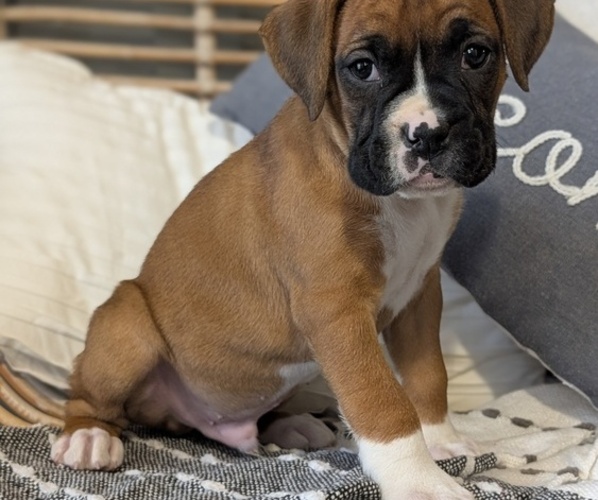 Medium Photo #49 Boxer Puppy For Sale in GOSHEN, IN, USA