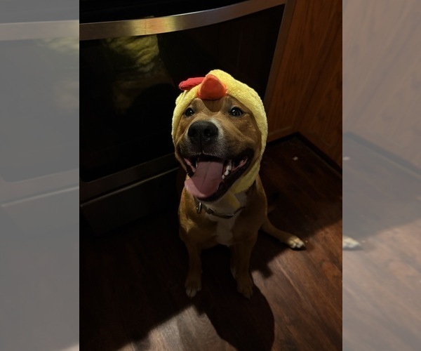 Medium Photo #1 Black Mouth Cur-English Cream Golden Retriever Mix Puppy For Sale in PROVIDENCE, RI, USA