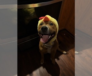 Mother of the Black Mouth Cur-English Cream Golden Retriever Mix puppies born on 02/05/2026