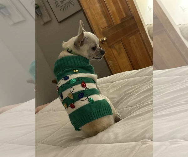 Medium Photo #3 Rat-Cha Puppy For Sale in Princeton, MN, USA