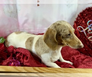 Dachshund Puppy for sale in CASSVILLE, MO, USA