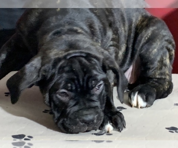 Medium Photo #15 Cane Corso Puppy For Sale in COTTAGE GROVE, OR, USA