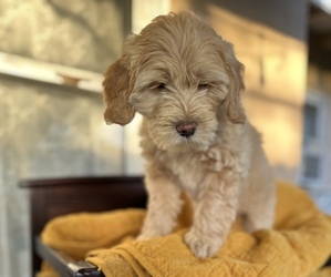 Maltipoo Puppy for sale in BELLFLOWER, CA, USA