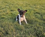 Puppy Sami Rat Terrier