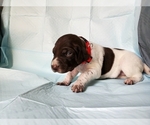 Small Photo #3 German Shorthaired Pointer Puppy For Sale in BLUE SPRINGS, MS, USA