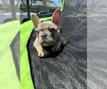 Small Photo #16 French Bulldog Puppy For Sale in NORWALK, CA, USA