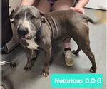 Small #1 American Pit Bull Terrier-Chinese Shar-Pei Mix