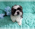Small Photo #1 Shih Tzu Puppy For Sale in LAUREL, MS, USA