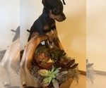 Small Photo #36 Miniature Pinscher Puppy For Sale in BULGER, PA, USA