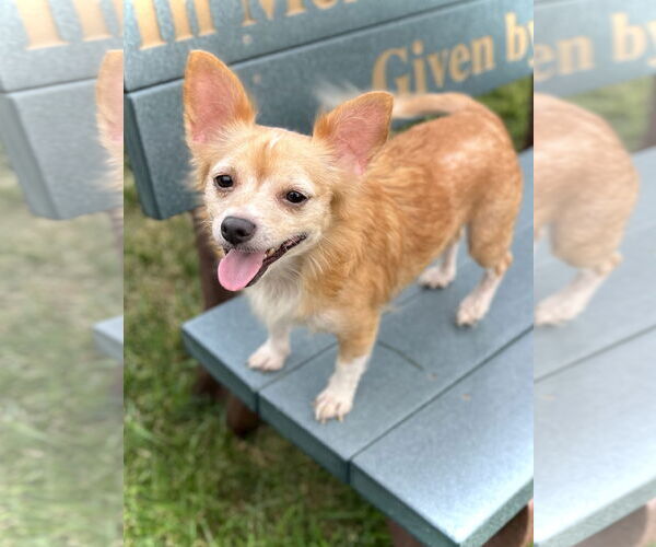 Medium Photo #2 Chihuahua-Unknown Mix Puppy For Sale in Estherville, IA, USA