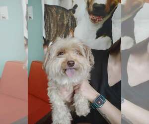 Marty and Niko - Male ShiChi Dog for Adoption