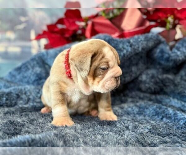 Medium Photo #3 English Bulldog Puppy For Sale in OOLOGAH, OK, USA