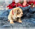 Small #2 English Bulldog