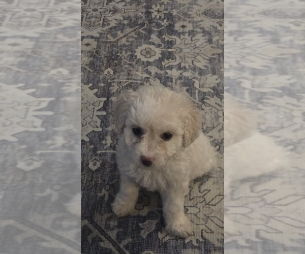 Medium Photo #2 Maltipoo Puppy For Sale in TEMECULA, CA, USA