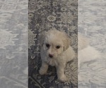 Small #1 Maltipoo