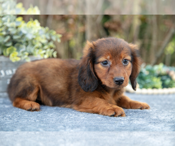 Medium Photo #2 Dachshund Puppy For Sale in SALEM, IN, USA