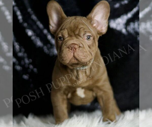 Medium Photo #6 French Bulldog Puppy For Sale in WARSAW, IN, USA