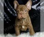 Small #5 French Bulldog
