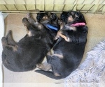 Small #26 German Shepherd Dog