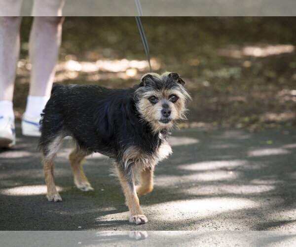 Medium Photo #13 Mutt Puppy For Sale in Arlington, VA, USA