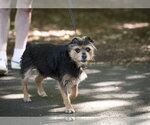 Small #12 Mutt