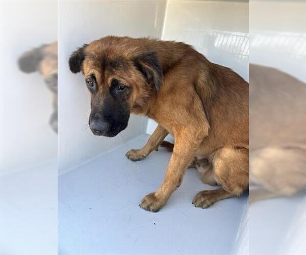 Medium Photo #1 German Shepherd Dog-Unknown Mix Puppy For Sale in Houston, TX, USA