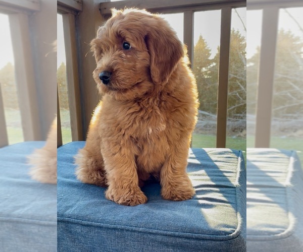 Medium Photo #2 Goldendoodle (Miniature) Puppy For Sale in RANDOLPH, WI, USA