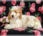 Small Photo #5 Cocker Spaniel-Poodle (Miniature) Mix Puppy For Sale in LEOLA, PA, USA