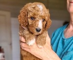 Small #5 Poodle (Standard)