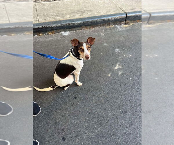Medium Photo #27 Mutt Puppy For Sale in New York, NY, USA