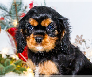 Medium Cavalier King Charles Spaniel